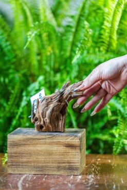 Driftwood For Moss Terrarium, Miniature, Micro Landscape, 7050 -Ncyp Garden Store IMG 7620