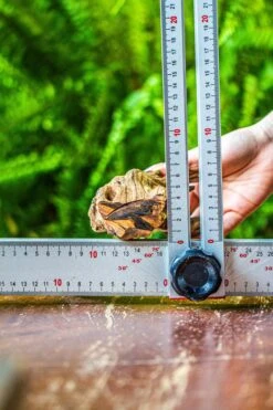 Driftwood For Moss Terrarium, Miniature, Micro Landscape, 7050 -Ncyp Garden Store IMG 7621