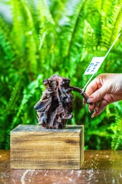 Driftwood For Moss Terrarium, Miniature, Micro Landscape, 7041 -Ncyp Garden Store IMG 7625