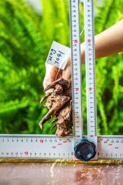 Driftwood For Moss Terrarium, Miniature, Micro Landscape, 7041 -Ncyp Garden Store IMG 7627