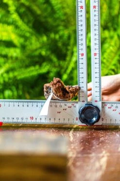 Driftwood For Moss Terrarium, Miniature, Micro Landscape, 7029 -Ncyp Garden Store IMG 7631 3335b4e9 dc12 4722 9380 dcd28839fb55