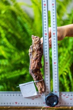 Driftwood For Moss Terrarium, Miniature, Micro Landscape, 7029 -Ncyp Garden Store IMG 7632 cc159366 40cc 478a 8e69 329eebca2b62