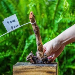 Driftwood For Moss Terrarium, Miniature, Micro Landscape, 7043