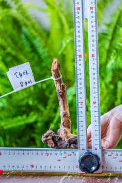 Driftwood For Moss Terrarium, Miniature, Micro Landscape, 7043 -Ncyp Garden Store IMG 7636 99f35809 b609 4de8 ba4b 73f370741348