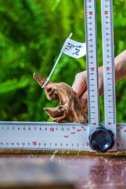 Driftwood For Moss Terrarium, Miniature, Micro Landscape, 7054 -Ncyp Garden Store IMG 7640 b8a4bcae ab80 42f1 bc3d 64c10debe06b