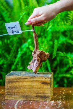 Driftwood For Moss Terrarium, Miniature, Micro Landscape, 7042 -Ncyp Garden Store IMG 7642