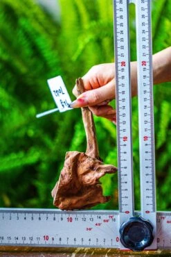 Driftwood For Moss Terrarium, Miniature, Micro Landscape, 7042 -Ncyp Garden Store IMG 7644 e984b290 047d 4795 938d 05c9339e477f