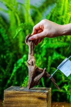 Driftwood For Moss Terrarium, Miniature, Micro Landscape, 7049 -Ncyp Garden Store IMG 7647