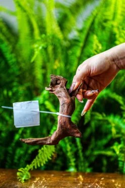 Driftwood For Moss Terrarium, Miniature, Micro Landscape, 7046 -Ncyp Garden Store IMG 7661