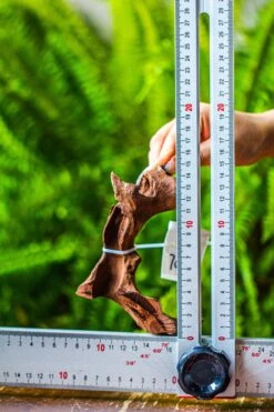 Driftwood For Moss Terrarium, Miniature, Micro Landscape, 7046 -Ncyp Garden Store IMG 7662