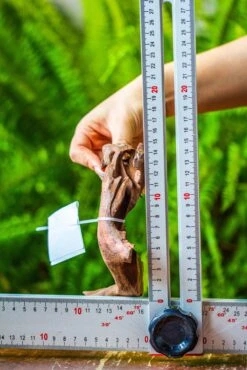 Driftwood For Moss Terrarium, Miniature, Micro Landscape, 7046 -Ncyp Garden Store IMG 7663