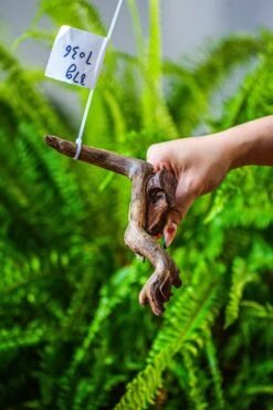 Driftwood For Moss Terrarium, Miniature, Micro Landscape, 7036 -Ncyp Garden Store IMG 7666