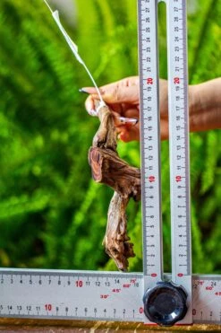 Driftwood For Moss Terrarium, Miniature, Micro Landscape, 7036 -Ncyp Garden Store IMG 7668