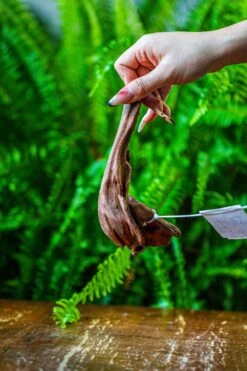 Driftwood For Moss Terrarium, Miniature, Micro Landscape, 7045 -Ncyp Garden Store IMG 7671