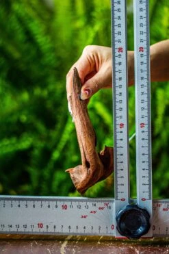 Driftwood For Moss Terrarium, Miniature, Micro Landscape, 7045 -Ncyp Garden Store IMG 7672