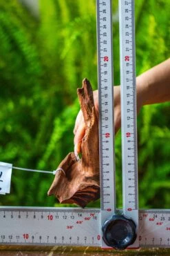 Driftwood For Moss Terrarium, Miniature, Micro Landscape, 7045 -Ncyp Garden Store IMG 7673