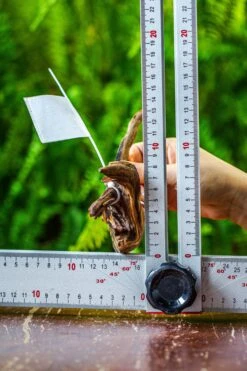 Driftwood For Moss Terrarium, Miniature, Micro Landscape, 7038 -Ncyp Garden Store IMG 7681