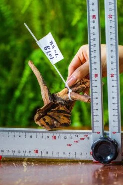 Driftwood For Moss Terrarium, Miniature, Micro Landscape, 7038 -Ncyp Garden Store IMG 7682