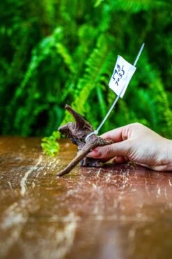 Driftwood For Moss Terrarium, Miniature, Micro Landscape, 7035 -Ncyp Garden Store IMG 7684