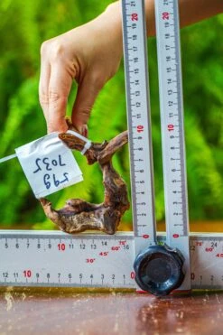 Driftwood For Moss Terrarium, Miniature, Micro Landscape, 7035 -Ncyp Garden Store IMG 7686