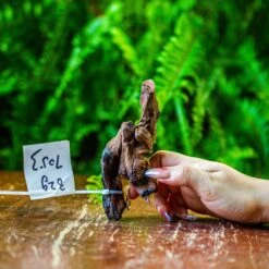 Driftwood For Moss Terrarium, Miniature, Micro Landscape, 7053
