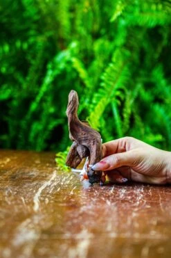 Driftwood For Moss Terrarium, Miniature, Micro Landscape, 7053 -Ncyp Garden Store IMG 7689 b4ef03a8 987b 4b91 a8f2 c582cea222c8