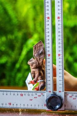 Driftwood For Moss Terrarium, Miniature, Micro Landscape, 7053 -Ncyp Garden Store IMG 7690 277fe850 c30c 443d 898b f60039959a9e