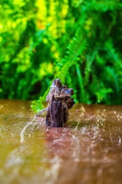 Driftwood For Moss Terrarium, Miniature, Micro Landscape, 7052 -Ncyp Garden Store IMG 7696 90dc70a7 4443 4082 9761 1970dddf220a