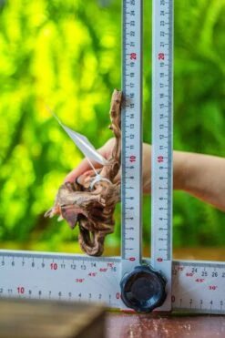 Driftwood For Moss Terrarium, Miniature, Micro Landscape, 7048 -Ncyp Garden Store IMG 7708