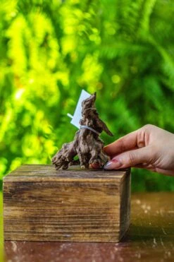 Driftwood For Moss Terrarium, Miniature, Micro Landscape, 7026 -Ncyp Garden Store IMG 7719