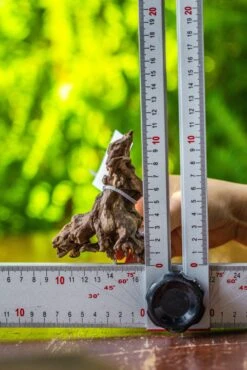 Driftwood For Moss Terrarium, Miniature, Micro Landscape, 7026 -Ncyp Garden Store IMG 7720