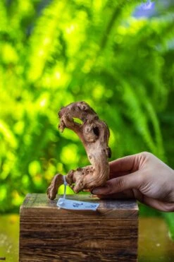 Driftwood For Moss Terrarium, Miniature, Micro Landscape, 7020 -Ncyp Garden Store IMG 7758