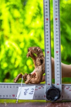 Driftwood For Moss Terrarium, Miniature, Micro Landscape, 7020 -Ncyp Garden Store IMG 7759 5130cf05 1a6c 4351 96b4 1954e4ebd535