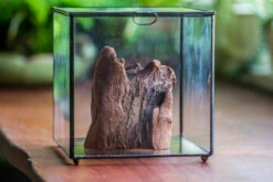 Natural Driftwood For Moss Terrarium, Miniature, Micro Landscape, Unique 10-26, Suitable For Both Live And Preserved Moss -Ncyp Garden Store IMG 7983