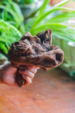 Natural Driftwood For Moss Terrarium, Miniature, Micro Landscape, Unique 10-11, Suitable For Both Live And Preserved Moss 15 Natural Driftwood For Moss Terrarium, Miniature, Micro Landscape, Unique 10-11, Suitable For Both Live And Preserved Moss -Ncyp Garden Store IMG 8016