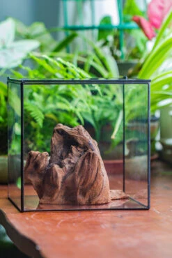 Natural Driftwood For Moss Terrarium, Miniature, Micro Landscape, Unique 10-11, Suitable For Both Live And Preserved Moss 16 Natural Driftwood For Moss Terrarium, Miniature, Micro Landscape, Unique 10-11, Suitable For Both Live And Preserved Moss -Ncyp Garden Store IMG 8017