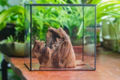 Natural Driftwood For Moss Terrarium, Miniature, Micro Landscape, Unique 10-11, Suitable For Both Live And Preserved Moss 17 Natural Driftwood For Moss Terrarium, Miniature, Micro Landscape, Unique 10-11, Suitable For Both Live And Preserved Moss -Ncyp Garden Store IMG 8018