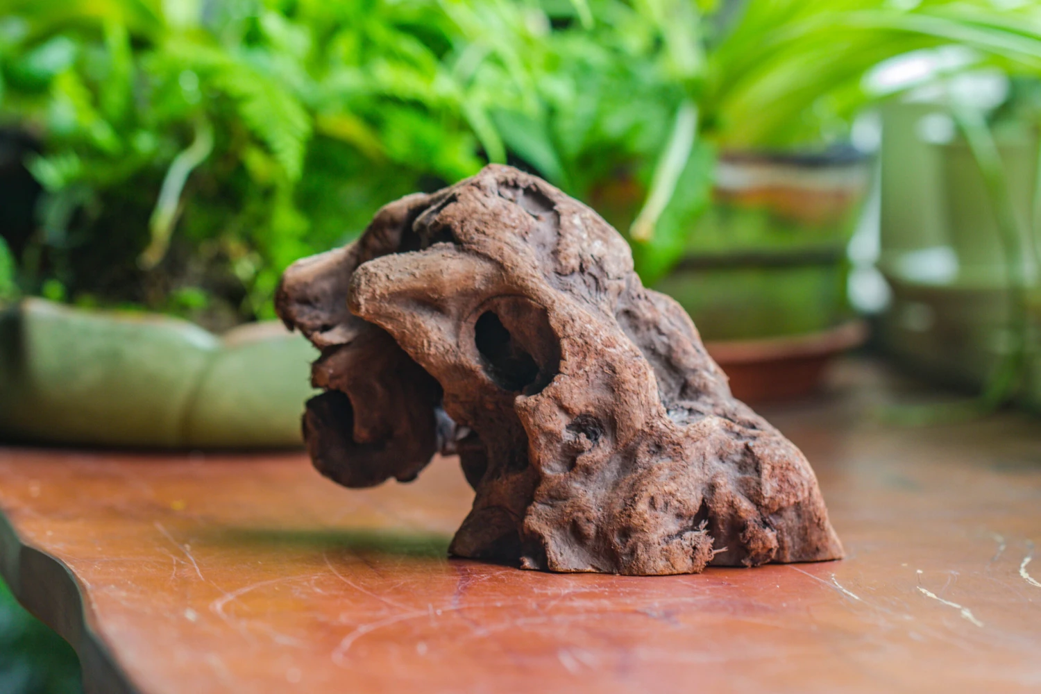 Natural Driftwood For Moss Terrarium, Miniature, Micro Landscape, Unique 10-30, Suitable For Both Live And Preserved Moss 5 Natural Driftwood For Moss Terrarium, Miniature, Micro Landscape, Unique 10-30, Suitable For Both Live And Preserved Moss - Image 3