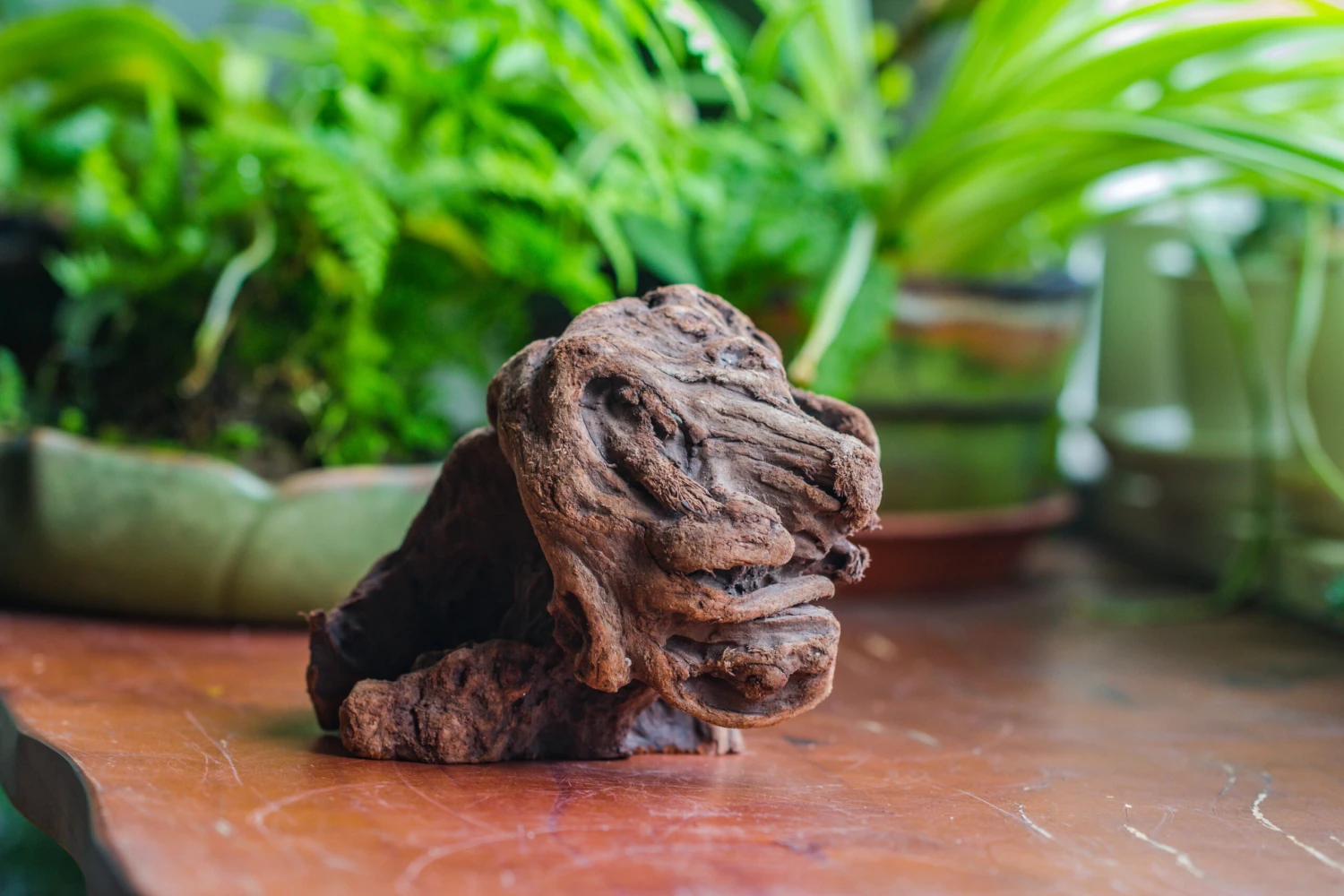 Natural Driftwood For Moss Terrarium, Miniature, Micro Landscape, Unique 10-30, Suitable For Both Live And Preserved Moss 8 Natural Driftwood For Moss Terrarium, Miniature, Micro Landscape, Unique 10-30, Suitable For Both Live And Preserved Moss - Image 6