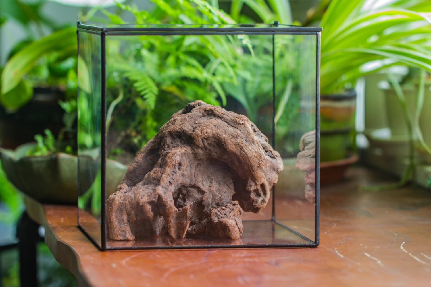 Natural Driftwood For Moss Terrarium, Miniature, Micro Landscape, Unique 10-30, Suitable For Both Live And Preserved Moss 9 Natural Driftwood For Moss Terrarium, Miniature, Micro Landscape, Unique 10-30, Suitable For Both Live And Preserved Moss - Image 7