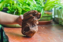 Natural Driftwood For Moss Terrarium, Miniature, Micro Landscape, Unique 10-38, Suitable For Both Live And Preserved Moss -Ncyp Garden Store IMG 8029