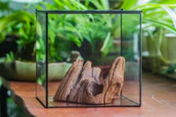 Natural Driftwood For Moss Terrarium, Miniature, Micro Landscape, Unique 10-38, Suitable For Both Live And Preserved Moss -Ncyp Garden Store IMG 8030