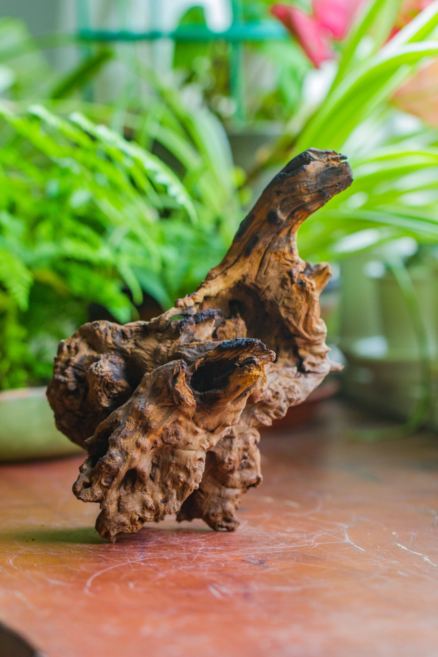 Natural Driftwood For Moss Terrarium, Miniature, Micro Landscape, Unique 10-7, Suitable For Both Live And Preserved Moss 5 Natural Driftwood For Moss Terrarium, Miniature, Micro Landscape, Unique 10-7, Suitable For Both Live And Preserved Moss - Image 3