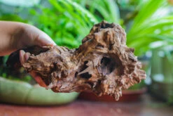 Natural Driftwood For Moss Terrarium, Miniature, Micro Landscape, Unique 10-7, Suitable For Both Live And Preserved Moss 16 Natural Driftwood For Moss Terrarium, Miniature, Micro Landscape, Unique 10-7, Suitable For Both Live And Preserved Moss -Ncyp Garden Store IMG 8078