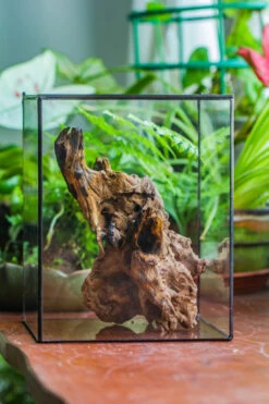 Natural Driftwood For Moss Terrarium, Miniature, Micro Landscape, Unique 10-7, Suitable For Both Live And Preserved Moss 18 Natural Driftwood For Moss Terrarium, Miniature, Micro Landscape, Unique 10-7, Suitable For Both Live And Preserved Moss -Ncyp Garden Store IMG 8080