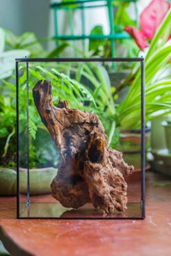 Natural Driftwood For Moss Terrarium, Miniature, Micro Landscape, Unique 10-7, Suitable For Both Live And Preserved Moss 19 Natural Driftwood For Moss Terrarium, Miniature, Micro Landscape, Unique 10-7, Suitable For Both Live And Preserved Moss -Ncyp Garden Store IMG 8081