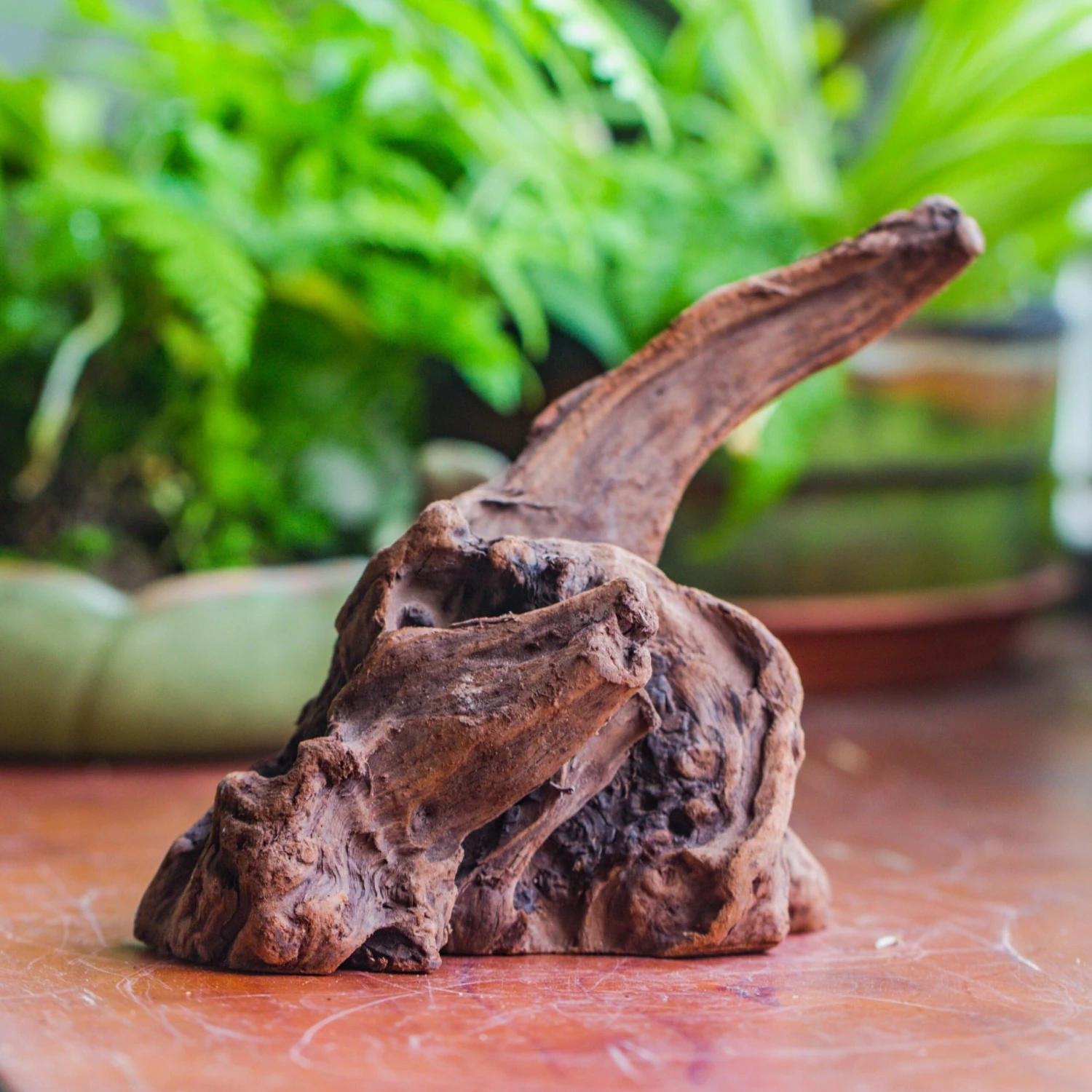 Natural Driftwood For Moss Terrarium, Miniature, Micro Landscape, Unique 10-9, Suitable For Both Live And Preserved Moss 4 Natural Driftwood For Moss Terrarium, Miniature, Micro Landscape, Unique 10-9, Suitable For Both Live And Preserved Moss - Image 2