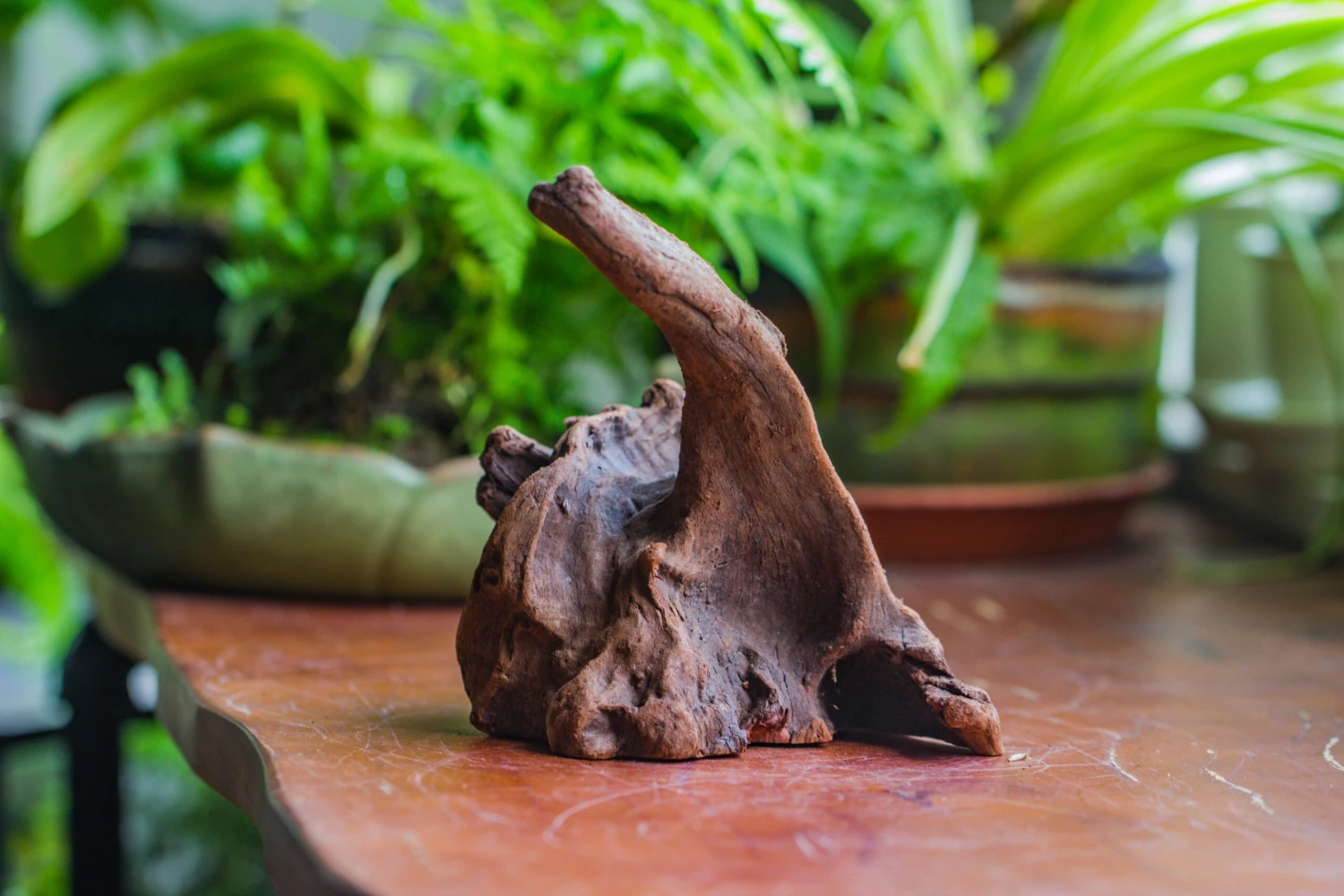 Natural Driftwood For Moss Terrarium, Miniature, Micro Landscape, Unique 10-9, Suitable For Both Live And Preserved Moss 7 Natural Driftwood For Moss Terrarium, Miniature, Micro Landscape, Unique 10-9, Suitable For Both Live And Preserved Moss - Image 5