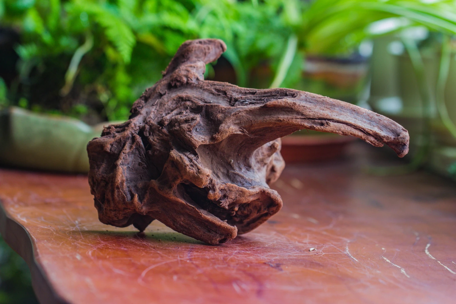 Natural Driftwood For Moss Terrarium, Miniature, Micro Landscape, Unique 10-9, Suitable For Both Live And Preserved Moss 9 Natural Driftwood For Moss Terrarium, Miniature, Micro Landscape, Unique 10-9, Suitable For Both Live And Preserved Moss - Image 7