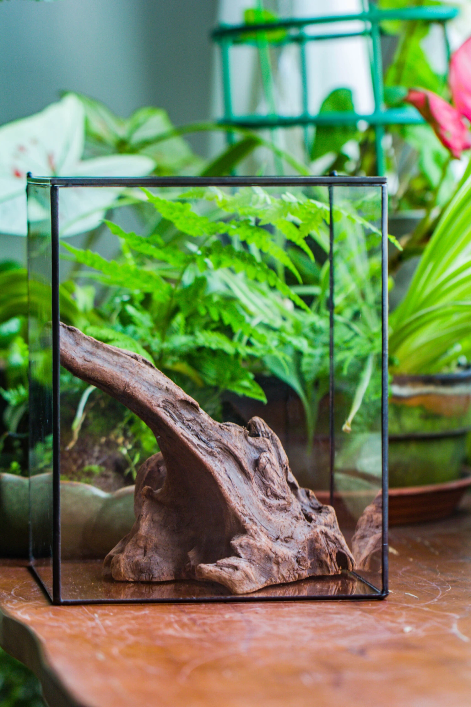 Natural Driftwood For Moss Terrarium, Miniature, Micro Landscape, Unique 10-9, Suitable For Both Live And Preserved Moss 11 Natural Driftwood For Moss Terrarium, Miniature, Micro Landscape, Unique 10-9, Suitable For Both Live And Preserved Moss - Image 9